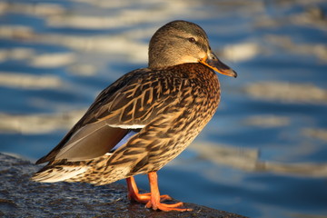 large duck sitting on the parapet of the fountain