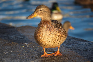 wild duck on the parapet of the fountain