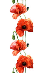 Obraz premium Watercolor seamless pattern of poppies, Botanical illustration.