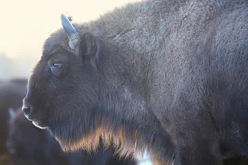 Rolgordijnen Oerosbizon in de natuur / winterseizoen, bizon in een besneeuwd veld, een grote stierbufalo © kichigin19