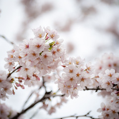 cherry blossom