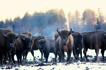 Aurochs bison in nature / winter season, bison in a snowy field, a large bull bufalo © kichigin19
