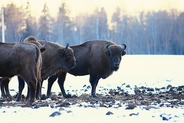Aurochs bison in nature / winter season, bison in a snowy field, a large bull bufalo