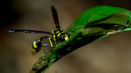 Borneo yellow stripped hornet on the green leaves. 