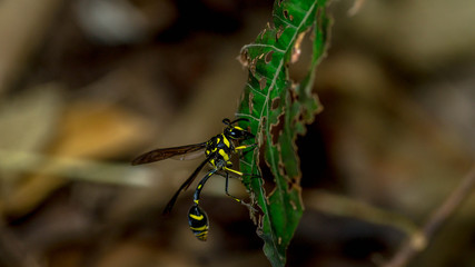 Borneo yellow stripped hornet on the green leaves. 