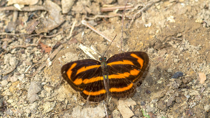 Yellow stripped Borneo butterfly on the forest ground