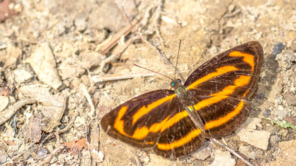 Yellow stripped Borneo butterfly on the forest ground
