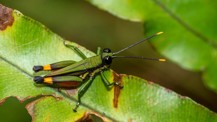 Borneo green grasshopper on the fern tree