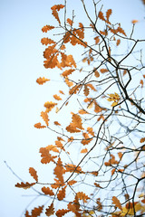 yellow leaves bokeh seasonal background / beautiful autumn leaves yellow branches abstract background, leaf fall concept