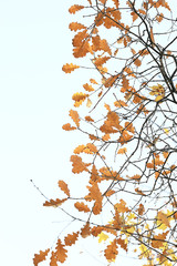 branches leaves yellow background / abstract seasonal background falling leaves beautiful photo