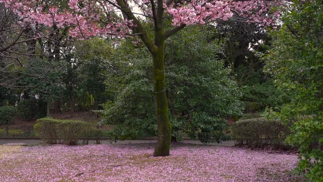 Pink Cherry Blossom Petals Under The Pretty Sakura Tree In Japan With Lush Trees In The Background - Fast Tilt Down Shot