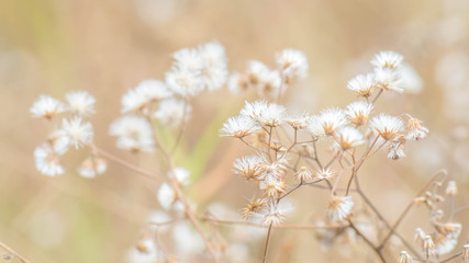 white wild flower in the dry meadow with light brown background. natural background