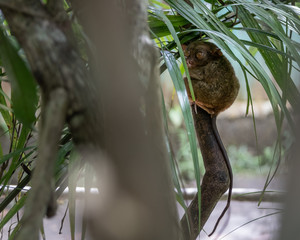 Tarsier on tree Sanctuary Corella Bohol Philippines