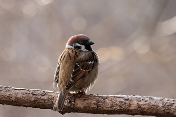 Eurasian tree sparrow sitting on branch. Cute common park brown songbird in wildlife.