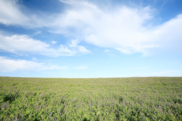 landscape wildflowers / large field and sky landscape in the village, purple flowers wildlife