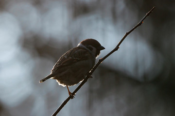 Eurasian tree sparrow sitting on branch of bush in counterlight. Cute common park brown songbird in...