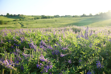 landscape wildflowers / large field and sky landscape in the village, purple flowers wildlife