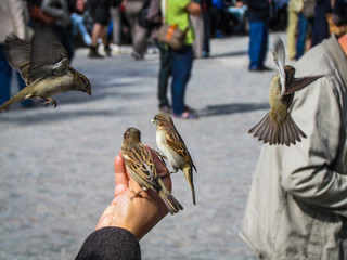 Vögel auf der Hand
