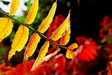 가을풍경입니다