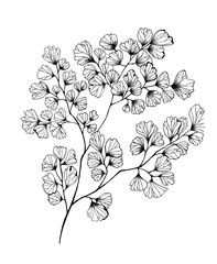 maidenhair fern hand-drawn black, hair Venus graphic, isolated, fern, field grass, for printing on paper and fabric.