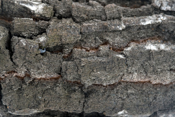 Black and white texture of birch bark. Birch background of tree bark. The natural pattern. Macro...