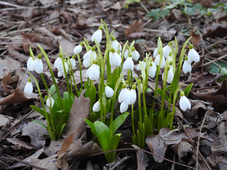 Snowdrops