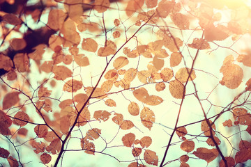 Obraz na płótnie Canvas yellow leaves bokeh seasonal background / beautiful autumn leaves yellow branches abstract background, leaf fall concept