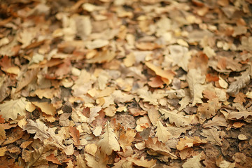 fallen yellow leaves background / abstract seasonal plain yellow leaves background in the park