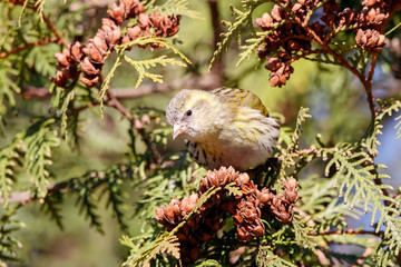 Eurasian siskin spinus spinus female perched on branch of thuja tree eating cones. Cute little forest songbird in wildlife.