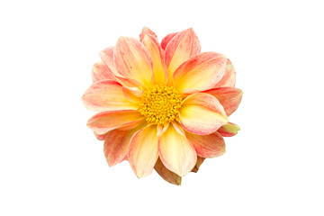Dahlia Fascination cut out on white background
