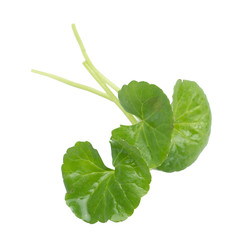 Asiatic Leaf Herb gotu kola, indian pennywort, centella asiatica, tropical herb isolated on white background. ayurveda herbal medicine inhibited or slowed growth of cancer cells Help prevent cancer