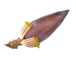 Blossom banana and Banana inflorescence isolated on white background.Medicinal plants for cooking which has Useful to the body.