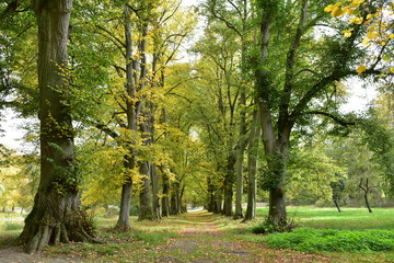 Fototapeta premium Pfad