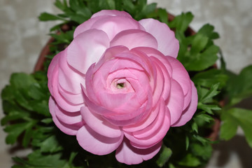  Image of Pink ranunculus and leaves