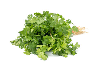 Bunch of green Coriander,cilantro,Parsley leaves (Coriandrum sativum) isolated on white background
