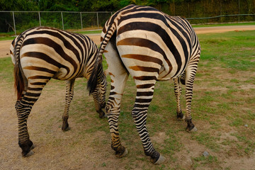 Close up of zebra