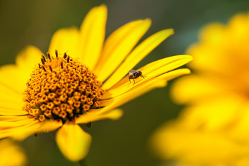 One common fly sits on a yellow flower in the garden. Macro horizontal photo