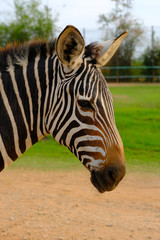 Close up of zebra