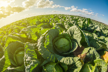 large green field of fresh white cabbage. distortion perspective fisheye lens view