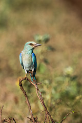 European Roller (coracias garrulus)