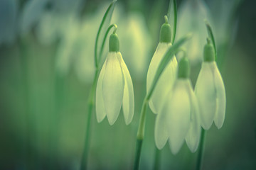 Fototapeta premium Schneeglöckchen