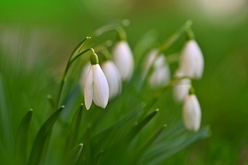 Fototapeta premium First spring flowers with colorful natural background on a sunny day. Beautiful little white snowdrops in the grass. End of winter season in nature. (Galanthus nivalis)