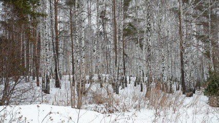 Fototapeta premium forest in winter