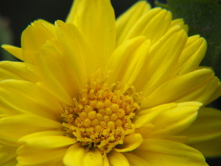 Chrysanthemum indicum Scientific name Dendranthema morifolium,  Flavonoids,Closeup pollen of  yellow flower, macro photo