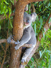 koala in tree