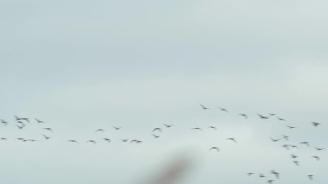 Large tundra bean goose (Anser serrirostris) group flying up in the air above field during migration season, medium shot from a distance