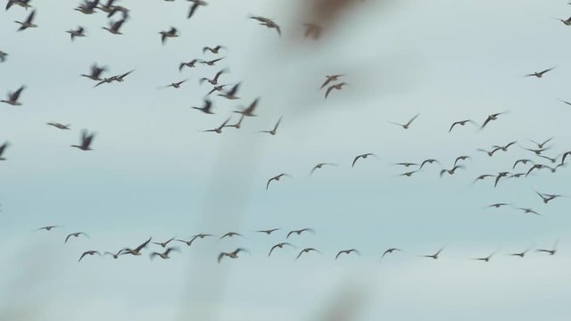 Large tundra bean goose (Anser serrirostris) group flying above field during migration season, medium shot from a distance