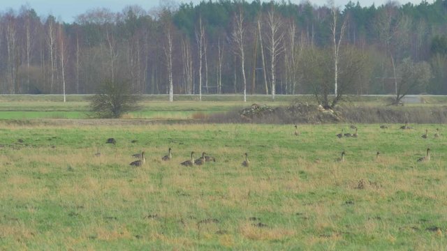 Large tundra bean goose (Anser serrirostris) group resting and walking slow in a green grassland during migration season, medium shot from a distance