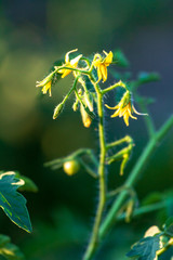 Bright yellow flowers of tomatoes