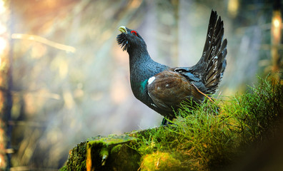 Capercaillie, Tetrao urogallus in deep forest
